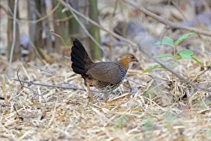 Gallus Prints: Picture No. 11050840