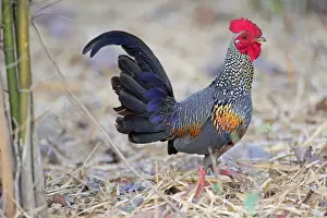 Gallus Prints: Picture No. 11050841