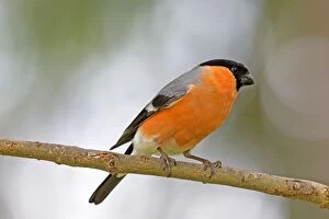 Bullfinches Collection: Picture No. 11050874