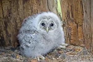 Strix Prints: Picture No. 11050877