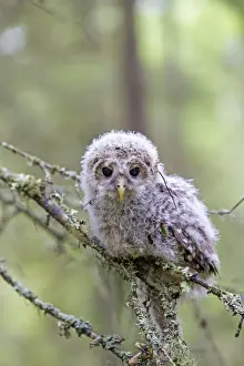 Strix Prints: Picture No. 11050878