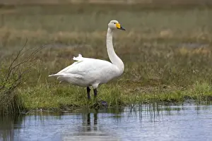 Cygnus Prints: Picture No. 11050890