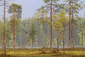 Finland Prints: Picture No. 11050891