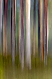 Abies Prints: Picture No. 11050894