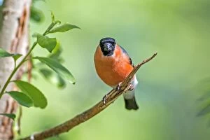 Bullfinches Collection: Picture No. 11050929