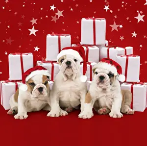 Christmas Prints: Picture No. 11050937