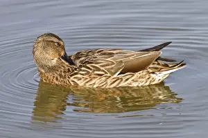 Mallards Prints: Picture No. 11051013