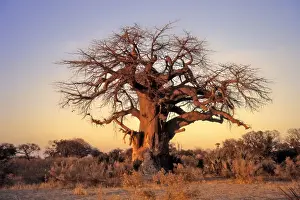 Botswana Prints: Picture No. 11051040