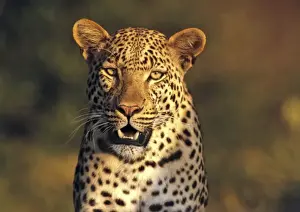 Botswana Prints: Picture No. 11051042