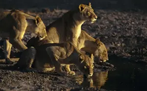 Lionesses Prints: Picture No. 11051050