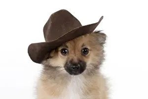 Cowboy Prints: Picture No. 11051053