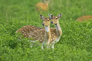 Picture No. 11051101
