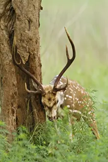 Chitals Prints: Picture No. 11051125