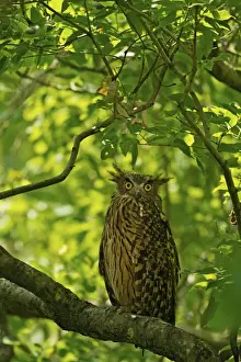Bubo Prints: Picture No. 11051129