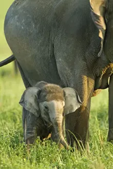 Elephas Prints: Picture No. 11051134