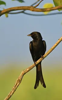 Drongo Prints: Picture No. 11051138