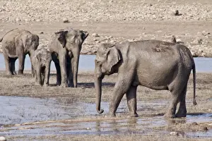Elephas Prints: Picture No. 11051145
