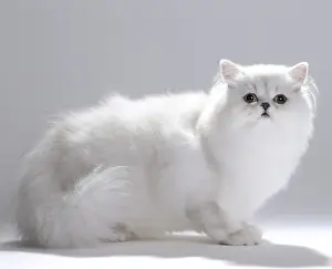 Chinchilla Prints: Picture No. 11051163