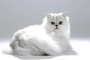 Chinchilla Prints: Picture No. 11051164