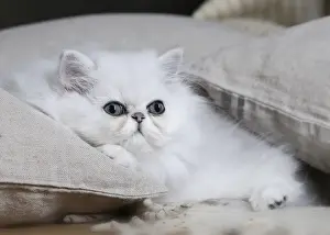 Chinchilla Prints: Picture No. 11051167