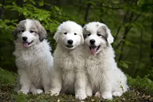 Great Prints: Picture No. 11051192