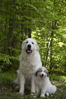 Pyrenean Prints: Picture No. 11051195