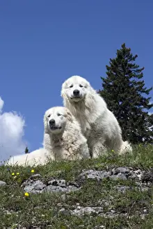 Pyrenean Prints: Picture No. 11051201
