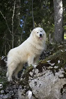 Pyrenean Prints: Picture No. 11051208