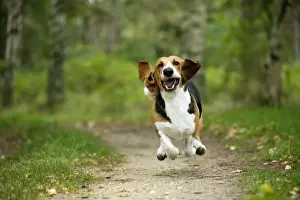 Norman Prints: Picture No. 11051211