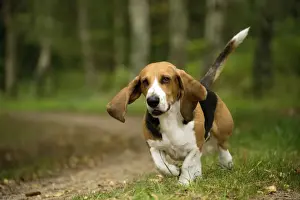 Norman Prints: Picture No. 11051217