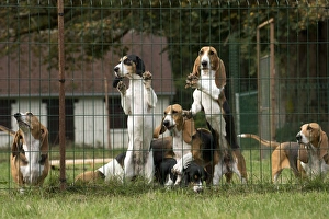 Cage Collection: Picture No. 11051219