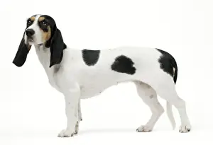 Laufhund Prints: Picture No. 11051224