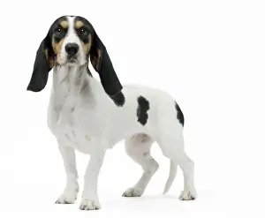 Laufhund Prints: Picture No. 11051225
