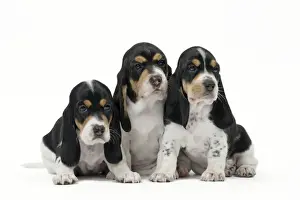 Laufhund Prints: Picture No. 11051231