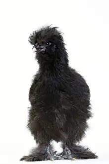 Silkie Prints: Picture No. 11051254