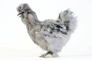Chickens Collection: Picture No. 11051256