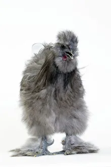 Unusual Collection: Picture No. 11051259