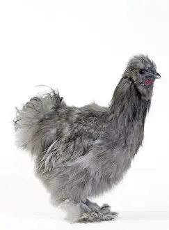 Silkie Prints: Picture No. 11051260