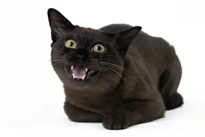 Snarling Prints: Picture No. 11051268