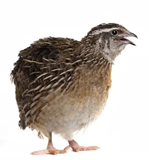 Quail Prints: Picture No. 11051309