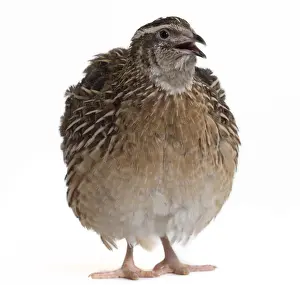 Quail Prints: Picture No. 11051310