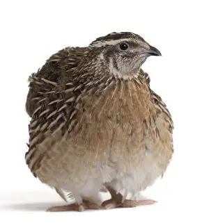 Quail Prints: Picture No. 11051311