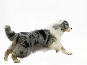 Picture No. 11051354