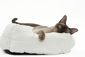 Beds Prints: Picture No. 11051368