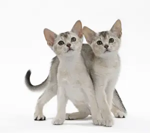 Abyssinian Prints: Picture No. 11051373