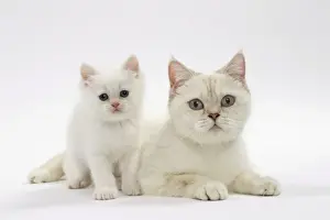 Picture No. 11051387