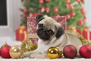 Pugs Collection: Picture No. 11051426