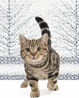 Illustrated Prints: Picture No. 11051428