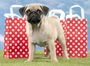 Pugs Collection: Picture No. 11051441