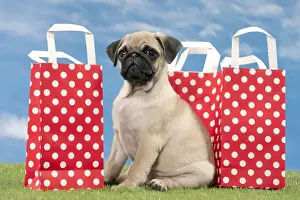 Shopping Prints: Picture No. 11051442